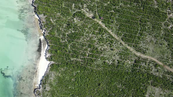 Thickets on the Coast of the Island of Zanzibar Tanzania Slow Motion alt