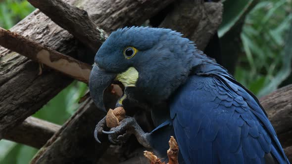Lear's macaw (Anodorhynchus leari), also known as the indigo macaw alt