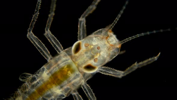 Mayfly Larva Under the Microscope alt