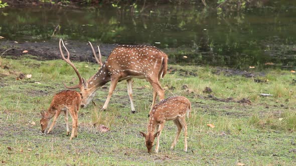 The Cheetal Deer feed on the Green Grass near water during the summer months in the Jungle called Ka alt