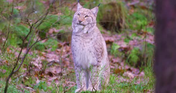 European Lynx Sits in the Heather on the Forest Floor alt