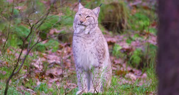 European Lynx Sits in the Heather on the Forest Floor