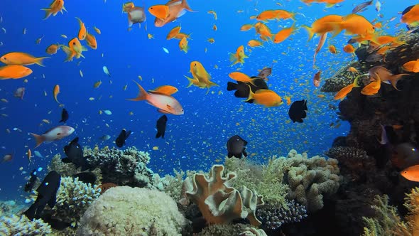 Underwater Sea World Life alt