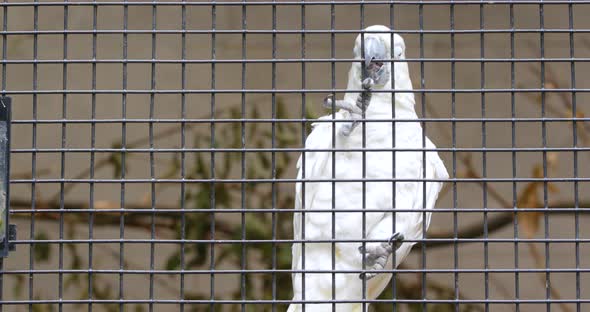 Cacatua sulphurea in the cage  alt