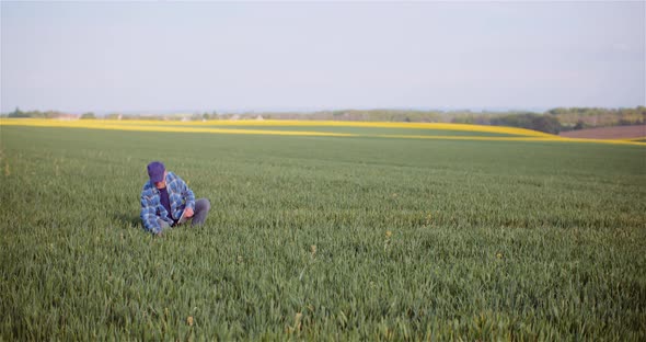 Agronomist Examining Crops And Using Digital Tablet On Field alt