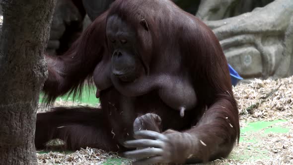 Monkey Orangutan Looks Interested in the Camera