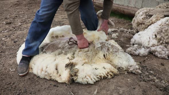 Man Shears Sheep by Hands