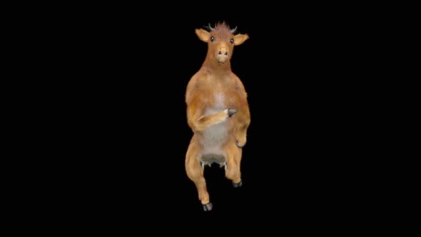 Cow Dance HD alt