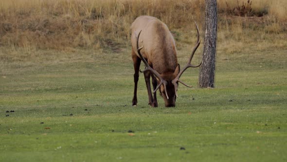 A herd of wild elks grazing on grass alt