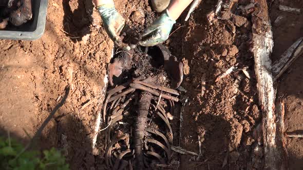 Exhumation Of Human Remains 2