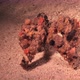 Decorator crab walking over sand at night