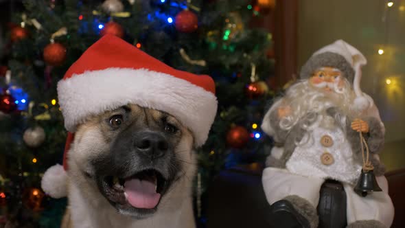 Portrait of Funny Cute Dog with Santa Hat and Christmas Sweater