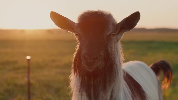 Portrait of a Thoroughbred Goat in a Meadow at Sunset alt