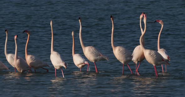 Pink flamingos during the courtship in the Camargue, France alt
