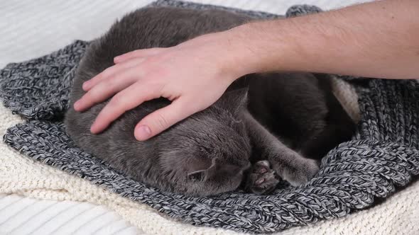 A Man Strokes Gray Cat