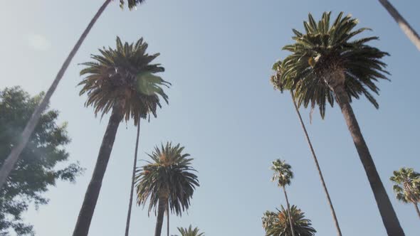 Palm Trees California alt