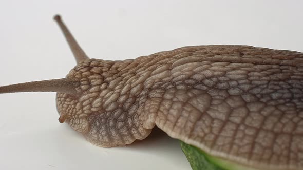 A large grape snail crawls away from a cucumber on a white background, close-up