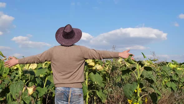 Colorado USA a Farmer Rejoices in the Sunflower Harvest He is in His Field alt