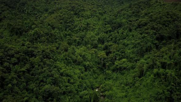 Aerial View of Lush Green Rain Forest Mountain 31 alt