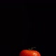 Large Ripe Tomatoes with Water Drops in Rotation - VideoHive Item for Sale