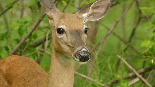 White tail deer on the forest's edge feeds off of grass as it keeps watch. alt