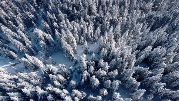 Droneshot Aerial View of the Winter Firtree Forest Covered with Snow