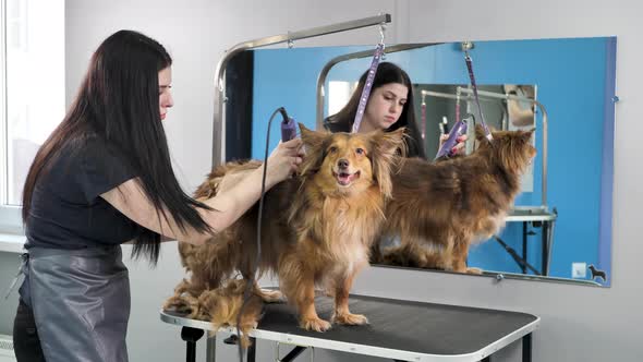 A Groomer Shaves a Dog's Fur with an Electric Razor in a Barber Shop