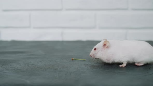 White Albino Fluffy Hamster with Full Cheeks Moves Long Whiskers and Walks alt
