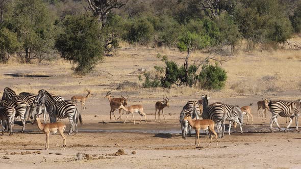 Zebras And Impala Antelopes - Kruger National Park alt