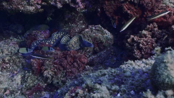 Moray eels hidding under rocks in mediterranean sea. Shot in slow motion. alt