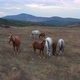 A Herd Of Horses Shot With A Drone In The Wild  - VideoHive Item for Sale