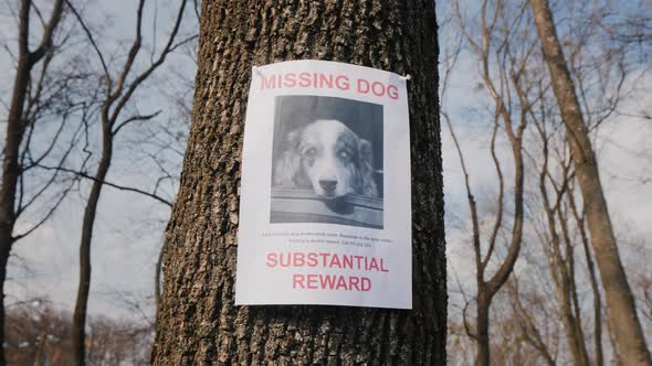 On the Tree Hangs a Poster About the Disappearance of the Dog Breed Australian Shepherd alt