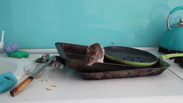 Rat creeps on dirty condemnation in the kitchen