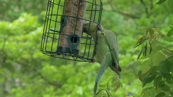 Green Parrot Climbs a Feeding Trough in the Garden