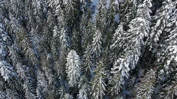 Christmas Trees in the Snow