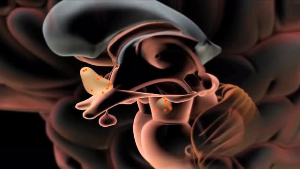 Smoking man, its effects on the brain alt