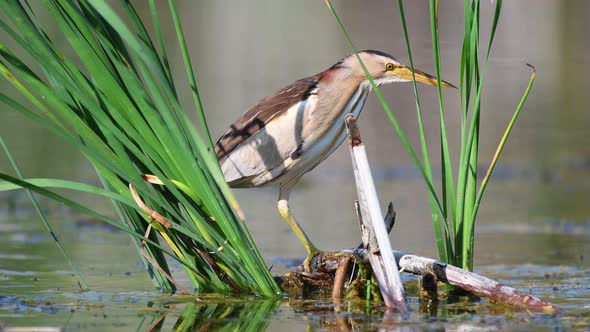 Little bittern (Ixobrychus minutus) hunts in the cane alt