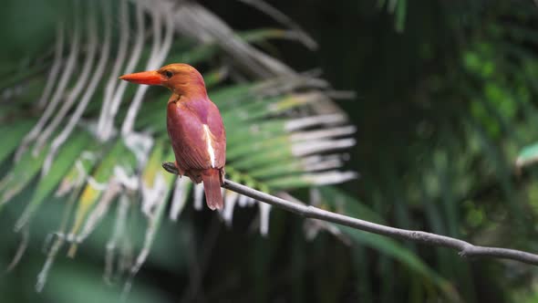 Ruddy Kingfisher Perching, Showing Its Back with Red and Purple Feather alt