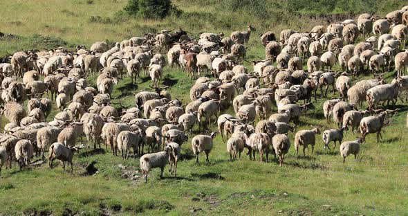 Group of sheep walking in grassland alt