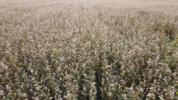 buckwheat field from the air. Aerial flying above stunning beautiful fields with buckwheat blossom. 