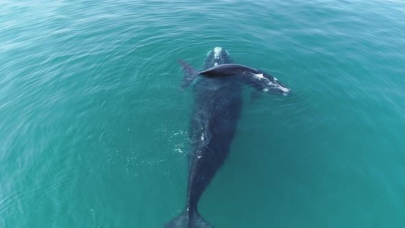 Aerial - Southern Right whale calf slides over mother's back, she exhales forcefully, shot from behi alt