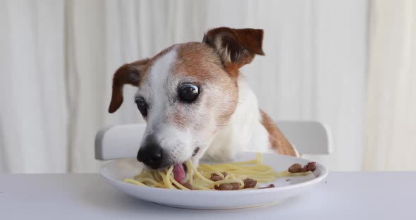 Cute Dog Trying to Steal Homemade Pasta Kitchen Countertop alt