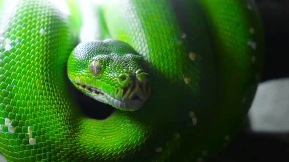 Green Snake Sticks Out Tongue