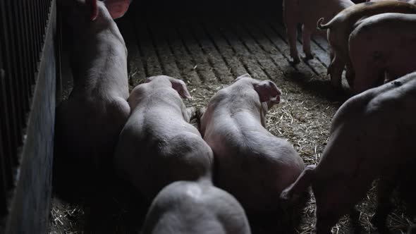 Pigs Lying Together On Floor Of Pigpen alt