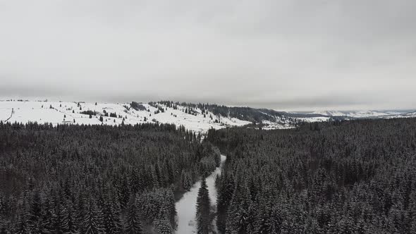 Fly Over Wild Virgin Forest In Winter