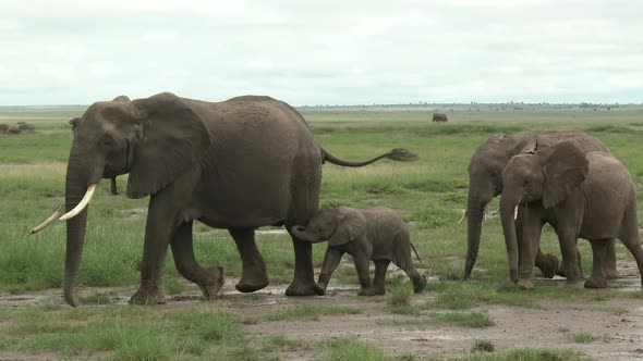 African Elephant (Loxodonta africana)  family walking in line over the grasslands, Amboseli N.P. Ken alt
