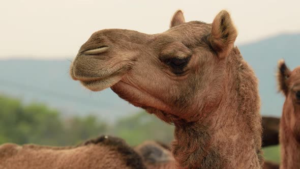 Camels at the Pushkar Fair, Also Called the Pushkar Camel Fair or Locally As Kartik Mela alt