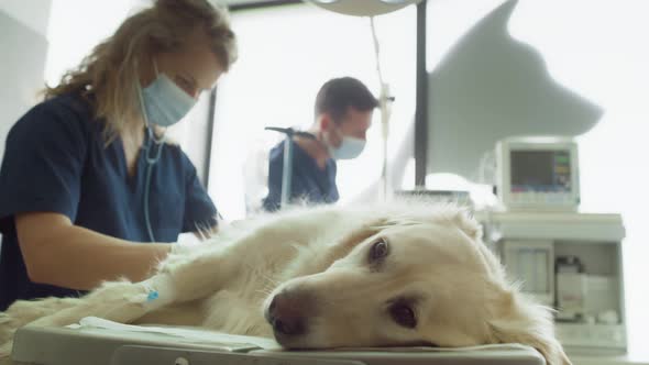 Close up of anaesthetised dog lying on operating table. Shot with RED helium camera in 4K. alt