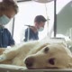 Close up of anaesthetised dog lying on operating table. Shot with RED helium camera in 4K. - VideoHive Item for Sale