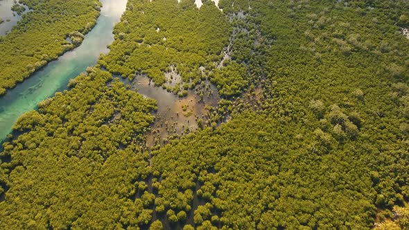 Mangrove Forest in Asia alt